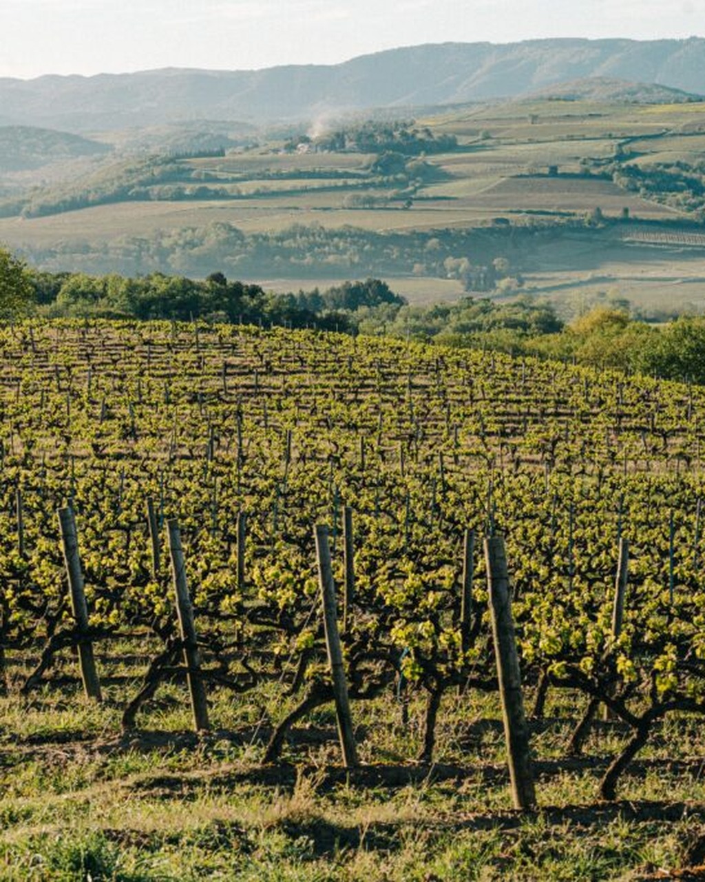 Anne de Joyeuse, Limoux