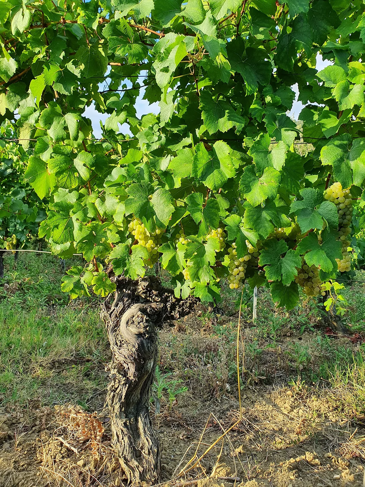 An old Chardonnay vine at Roquetaillade